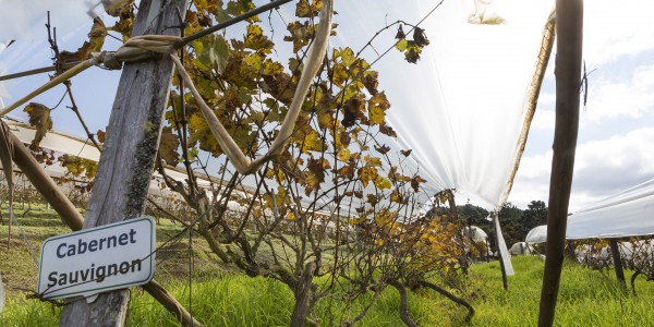 Plantação de uvas